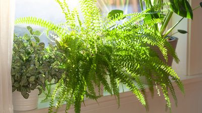 How to propagate a Boston fern – and bring an explosion of foliage to your indoor garden