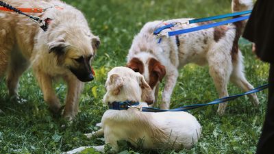 Trainer explains the secret to socializing your dog properly – and the common mistakes to avoid