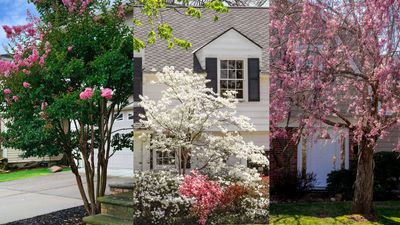 9 of the best trees to plant close to a house – and which ones to avoid