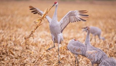 Chicago outdoors: Sandhill dance, 12-point buck, Dave Genz, silver carp