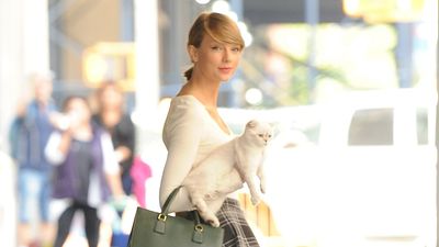 15 famous cats (and how they rose to stardom)
