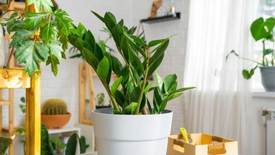 ZZ plant care – 3 essential tips for these on-trend houseplants