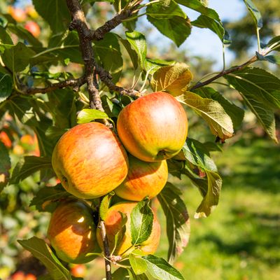 When to prune apple trees to ensure a bountiful harvest every season