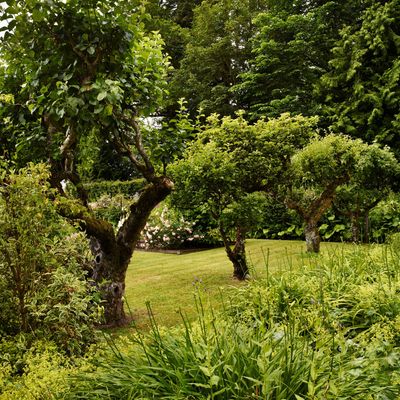 When to prune apple trees — fruit tree experts say we've reached the perfect pruning window, but you'll need to act fast