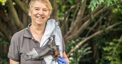 Why more flying foxes are making their way to the ACT