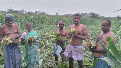 T.N. committee studies wild boar culling in Kerala to curb raiding of agriculture farms
