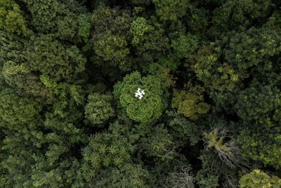 Drones Help Solve Forest Carbon Capture Riddle