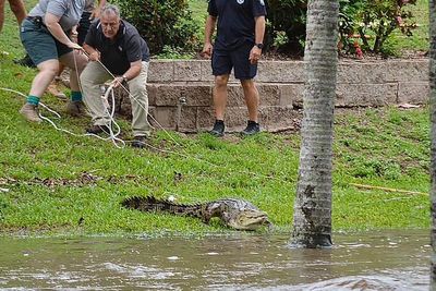 Flights stopped and crocodiles seen roaming streets as severe floods hit Australia’s Queensland