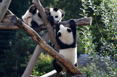 Berlin Zoo sends the first giant pandas born in Germany to China