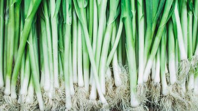 How to grow green onions – sow these simple vegetables every few weeks for maximum cropping