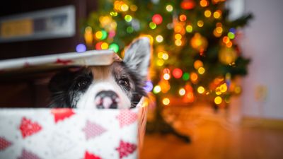 This trainer's four behavior tips are key for keeping your pets happy this Christmas