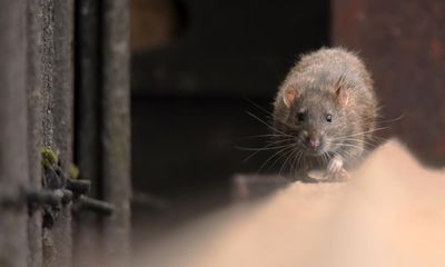 Rats don’t cut a rug – they gnaw it instead