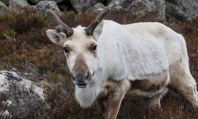 Reindeer’s blue eyes act as night vision goggles to help them find food in winter