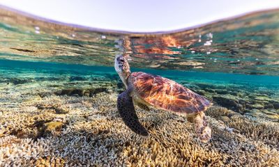 Some of Australia’s strategically important coral islands at great risk of vanishing, study finds