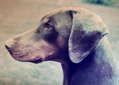 The pet I’ll never forget: Moon the gorgeous, stupid doberman, who scalded his testicles in hot tea