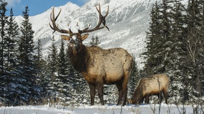 "You wanna go, bud?" – man taunts elk and gets car tire punctured in return