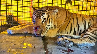 Elusive tiger finally captured at Koodallur in Kerala’s Wayanad district