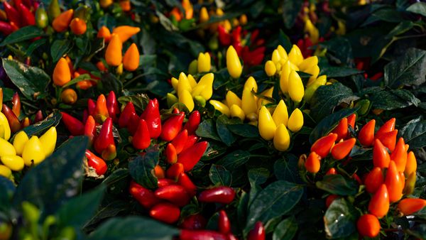 Ornamental peppers – what are they and how do you grow them?