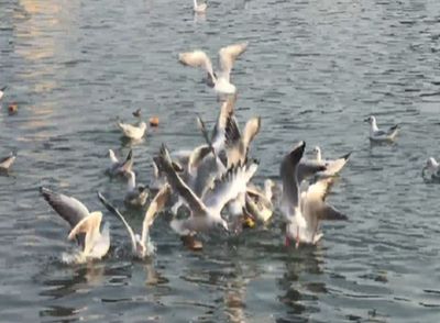 Siberian birds spotted in Narmada river in MP's Jabalpur