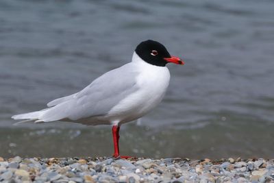 Tragedy for chicks of rare bird breeding in Scotland for first time