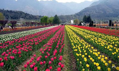 Srinagar: 1.7 million Tulips to be showcased in Asia's largest Tulip Garden
