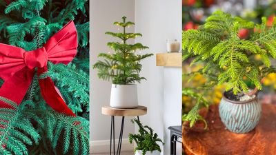 A Norfolk Island pine is the perfect Christmas houseplant – here's how to grow one