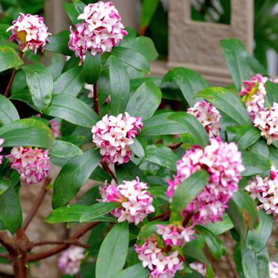 8 winter flowering shrubs to add some colour to your garden over the colder months