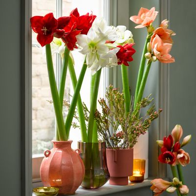 3 reasons why your amaryllis is not flowering – and how to fix them, according to a pro
