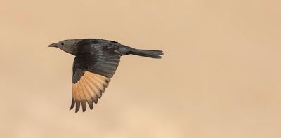 How a colonial trip to Palestine spurred modern ornithology – and left it with imperial baggage