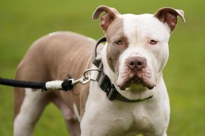 XL bullies 'being rushed to dog shelter in Scotland' ahead of ban