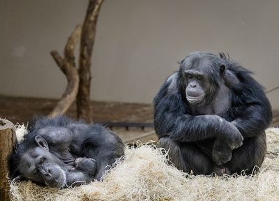 Apes Can Recognize Old Friends They Haven't Seen in Decades