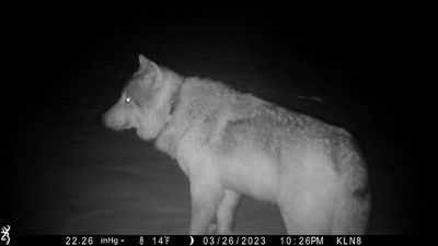 Colorado releases first 5 wolves in reintroduction plan approved by voters to chagrin of ranchers