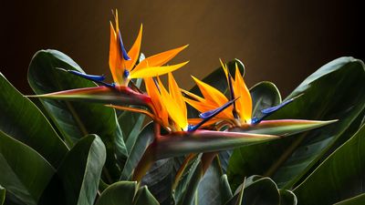 How to grow bird of paradise – and add these tropical favorites to your indoor plant collection