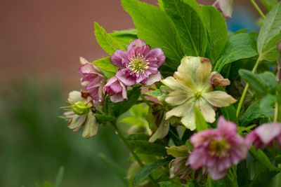 How to Care for a Christmas Rose to Keep it Blooming All Season – 'It's the Ultimate Winter Plant!'