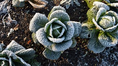 Professional tips for overwintering vegetables outdoors – for successful winter crops
