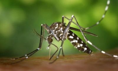 Hotter weather because of climate change may mean more mosquitos: Study