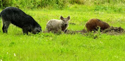 Wild 'super pigs' from Canada could become a new front in the war on feral hogs