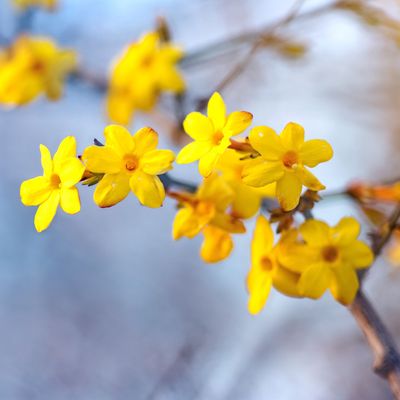 When to prune winter flowering jasmine for fabulously fragrant blooms