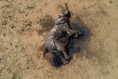 At least 100 elephants die in drought-stricken Zimbabwe park, a grim sign of El Nino, climate change