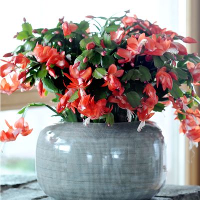 How to repot a Christmas cactus – and the signs your plant needs a larger pot