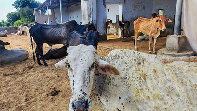 House panel doubts Centre’s data on cattle deaths by lumpy skin disease