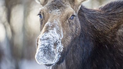 Stop – don't feed that moose, however sweet it looks