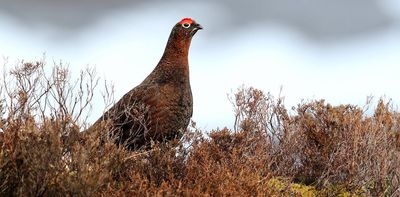 Grouse shooting in Scotland has an alarming death toll – and not just for game birds