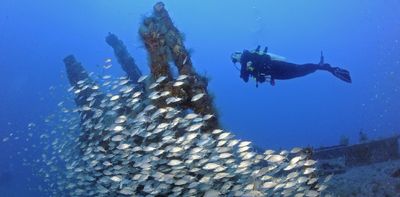 Shipwrecks teem with underwater life, from microbes to sharks