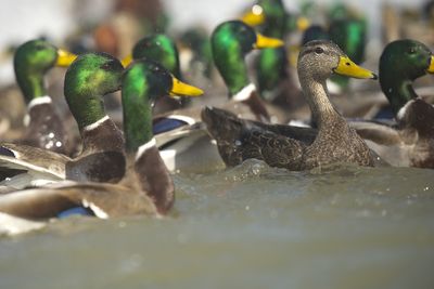 Kentucky officials warn hunters about Avian Flu cases