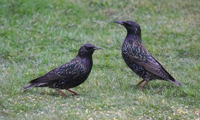 Country diary: Winter’s starling flocks give the illusion of abundance