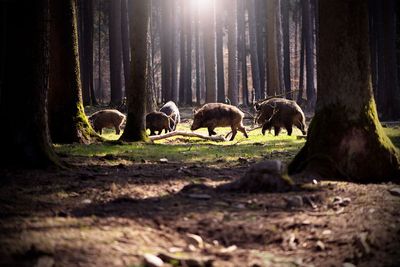 A new front in the war on feral hogs