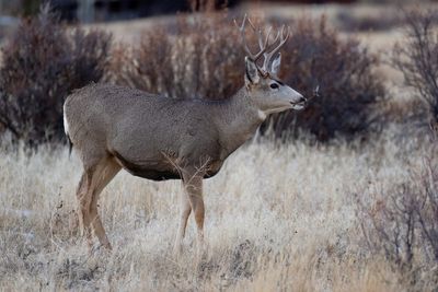 Woman attacked by deer right outside her home
