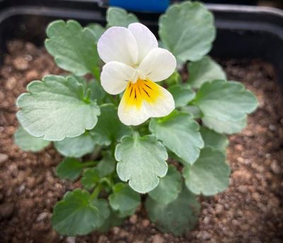 Flowers ‘giving up’ on scarce insects and evolving to self-pollinate, say scientists