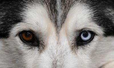 Humans may have influenced evolution of dogs’ eye colour, researchers say